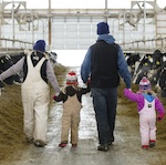 dairy farmers walking